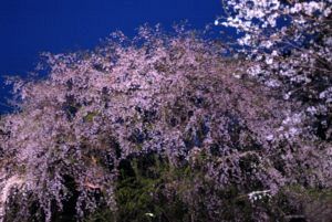 6ff0283917b00c7840a92d76eb450670 s 300x201 - 2021年のお花見は？関東・東京近辺のお花見スポット。海外からも人気で観光客も急増！