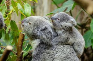 female koala and her baby 1332217 1280 300x199 - female-koala-and-her-baby-1332217_1280