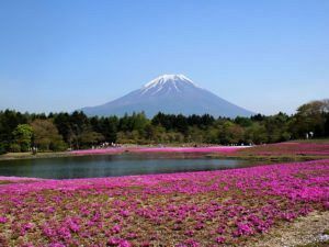 fuji 2828685 640 300x225 - 関東の芝桜を見に行こう！名所・時期・まつり