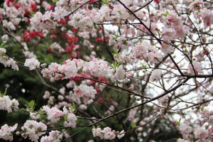 sakura 1620240 640 300x200 - 2021年のお花見は？関東・東京近辺のお花見スポット。海外からも人気で観光客も急増！