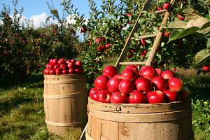 apples 1872997 1920 - 関東の秋の果物狩り（9月・10月・11月）で、桃・ぶどう・梨・りんごなど秋の味覚を楽しもう。