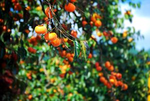 autumn 4504942 1920 - 関東の秋の果物狩り（9月・10月・11月）で、桃・ぶどう・梨・りんごなど秋の味覚を楽しもう。