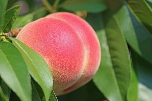 peach 2721852 1920 - 関東の秋の果物狩り（9月・10月・11月）で、桃・ぶどう・梨・りんごなど秋の味覚を楽しもう。