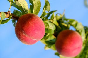 peaches 3550710 1920 - 関東の秋の果物狩り（9月・10月・11月）で、桃・ぶどう・梨・りんごなど秋の味覚を楽しもう。