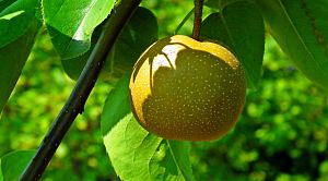 pear 5476443 1920 - 関東の秋の果物狩り（9月・10月・11月）で、桃・ぶどう・梨・りんごなど秋の味覚を楽しもう。