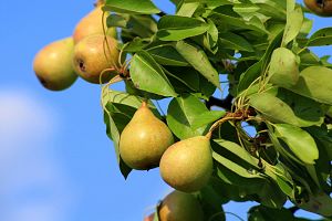 pears 3551584 1920 - 関東の秋の果物狩り（9月・10月・11月）で、桃・ぶどう・梨・りんごなど秋の味覚を楽しもう。