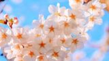 cherry blossoms 2250834 640 160x90 - 2021年のお花見は？関東・東京近辺のお花見スポット。海外からも人気で観光客も急増！