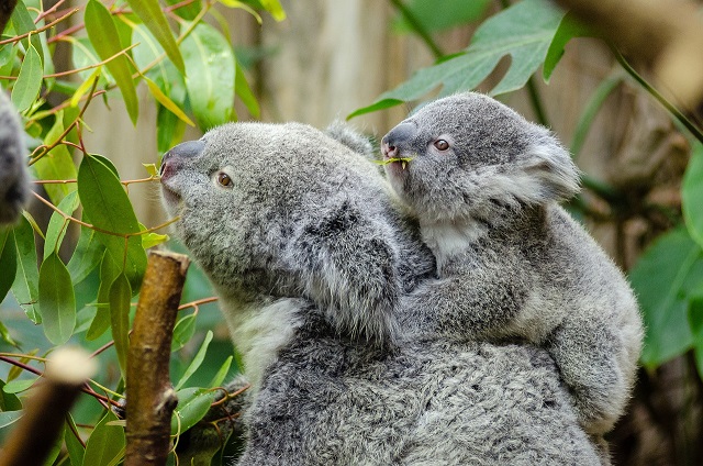 female koala and her baby 1332217 1280 - オーストラリアの山火事、今も。募金でコアラを救おう！