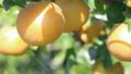 pear 2720106 1920 120x68 - 関東の秋の果物狩り（9月・10月・11月）で、桃・ぶどう・梨・りんごなど秋の味覚を楽しもう。