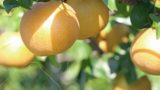 pear 2720106 1920 160x90 - 関東の秋の果物狩り（9月・10月・11月）で、桃・ぶどう・梨・りんごなど秋の味覚を楽しもう。